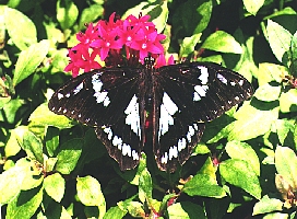Papilio phorbanta mâle et femelle